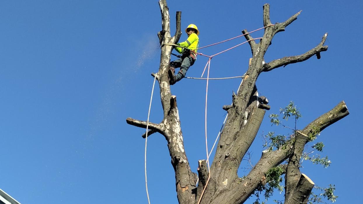 Daniel's Tree Experts - Terrell, TX