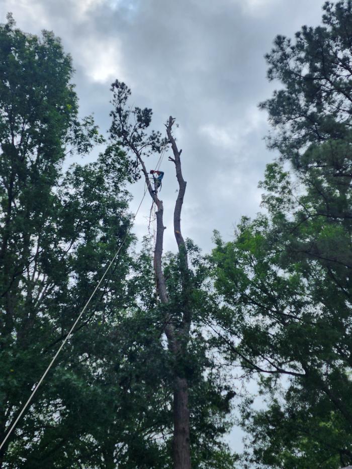 Daniel's Tree Experts - Terrell, TX