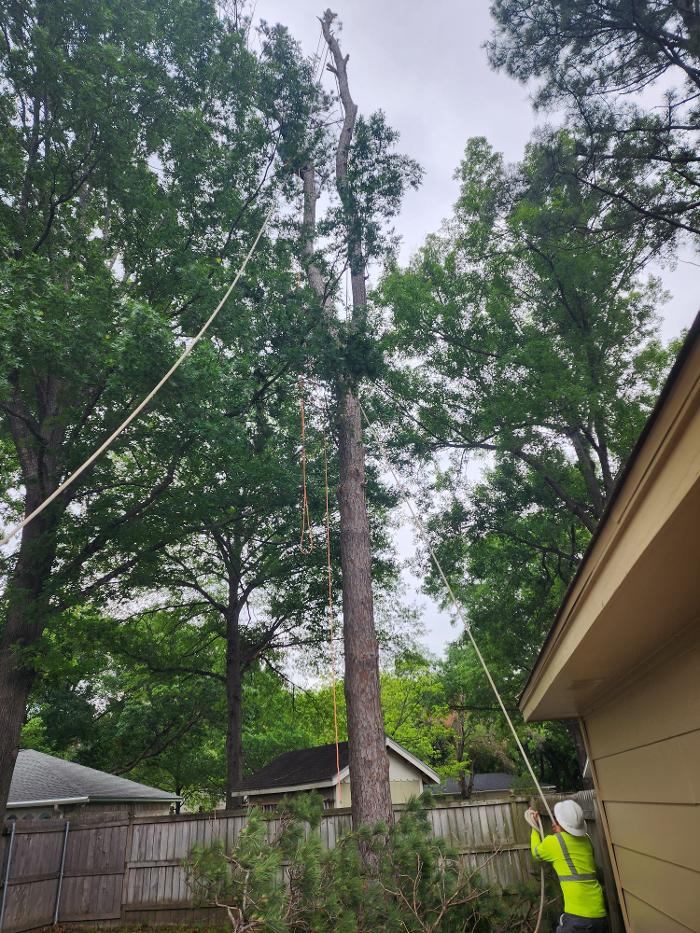 Daniel's Tree Experts - Terrell, TX