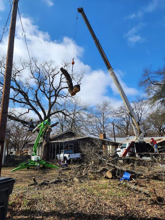 Daniel's Tree Experts - Terrell, TX