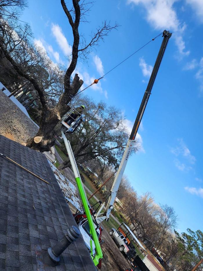Daniel's Tree Experts - Terrell, TX