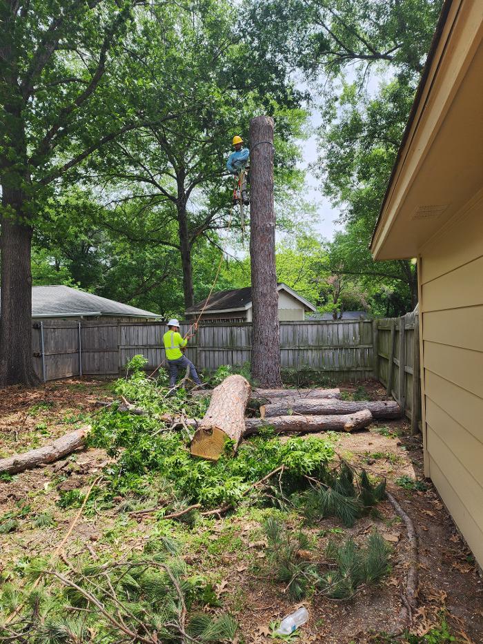 Daniel's Tree Experts - Terrell, TX