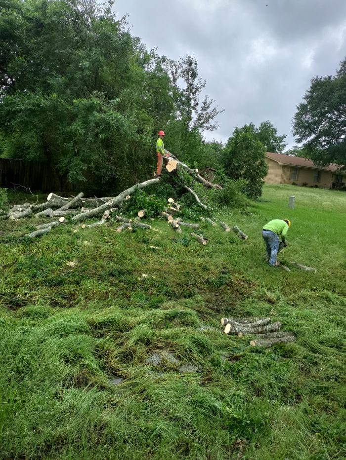 Daniel's Tree Experts - Terrell, TX