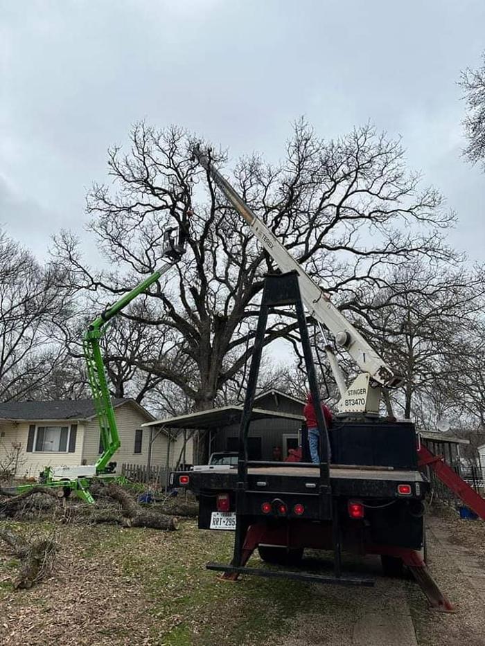 Daniel's Tree Experts - Terrell, TX
