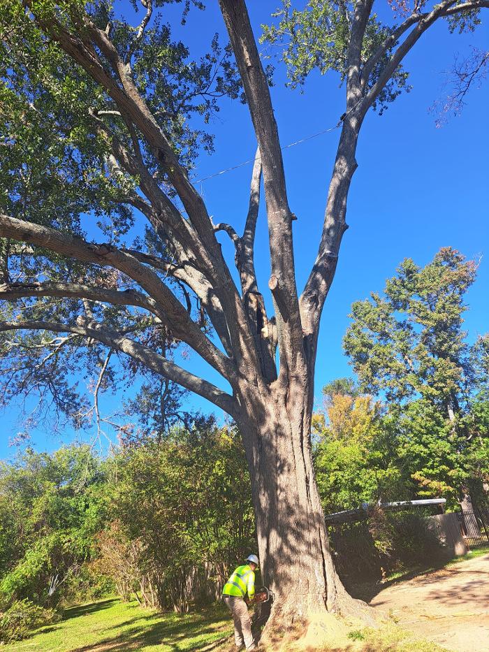 Daniel's Tree Experts - Terrell, TX