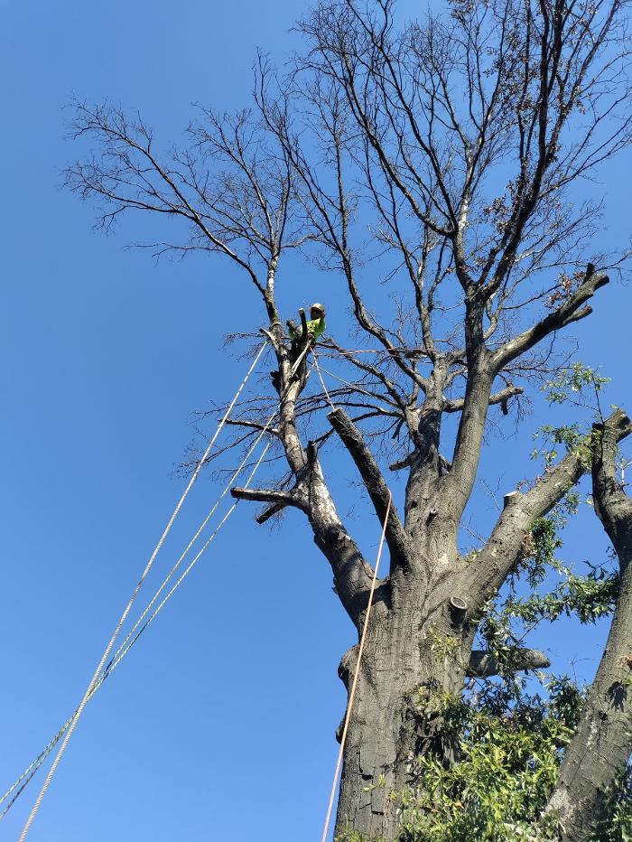 Daniel's Tree Experts - Terrell, TX