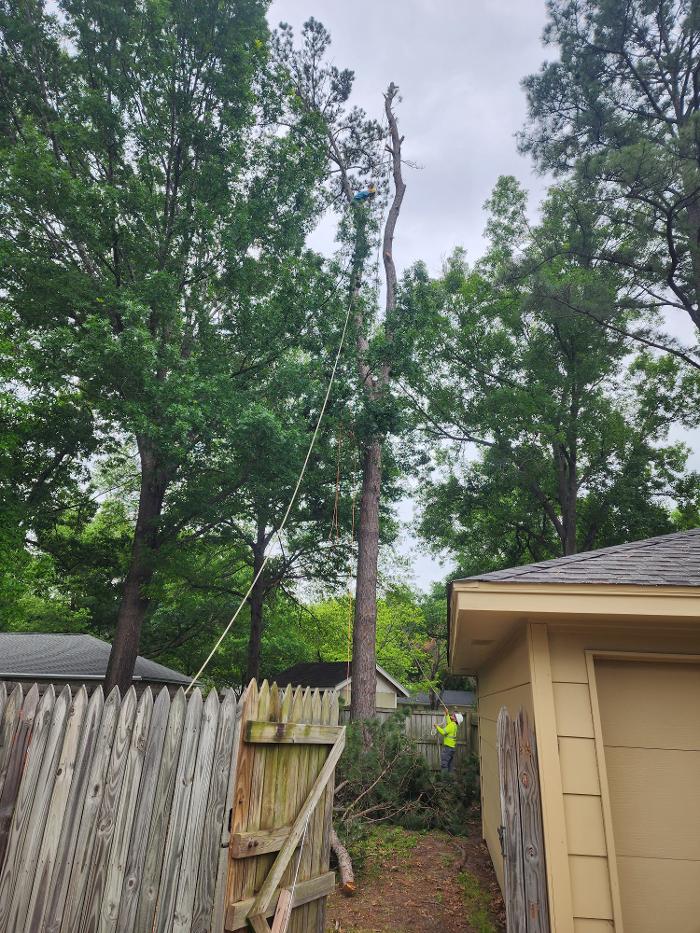 Daniel's Tree Experts - Terrell, TX