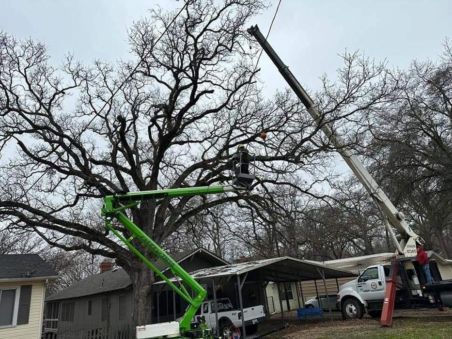 Daniel's Tree Experts - Terrell, TX