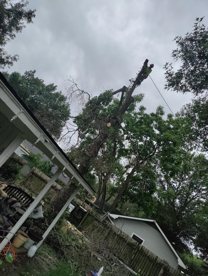 Daniel's Tree Experts - Terrell, TX