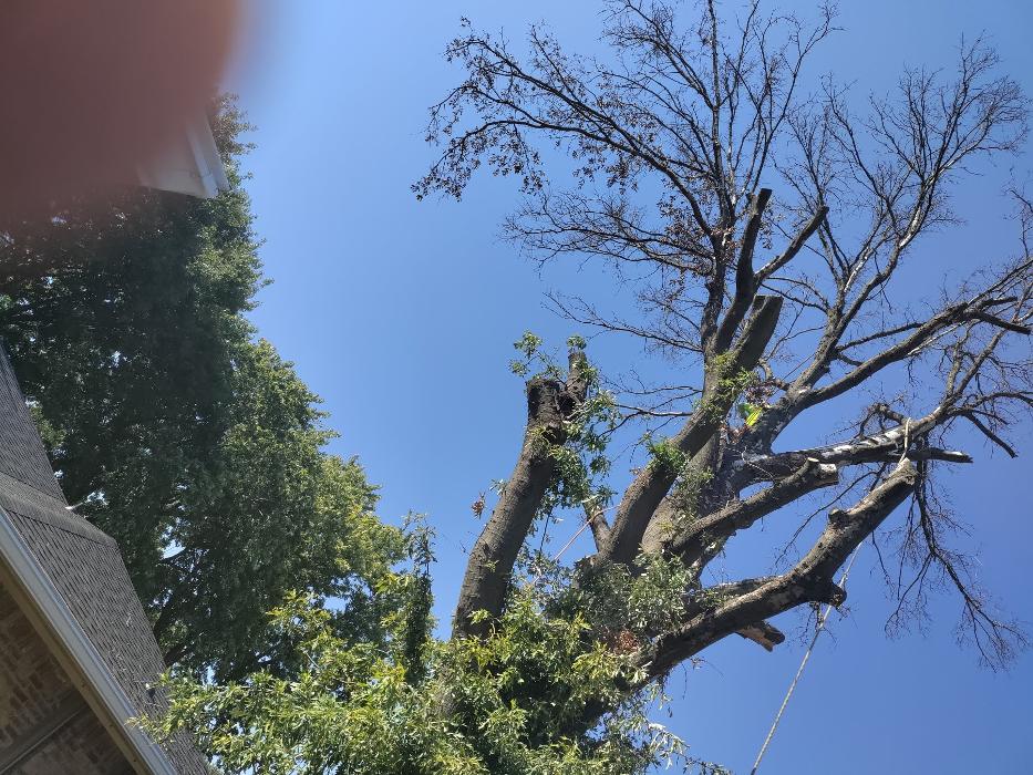 Daniel's Tree Experts - Terrell, TX