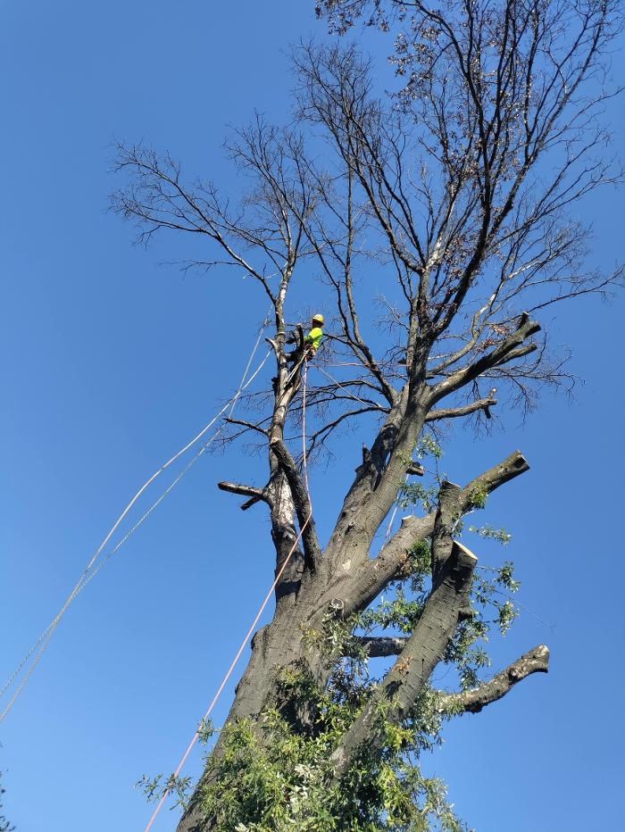 Daniel's Tree Experts - Terrell, TX