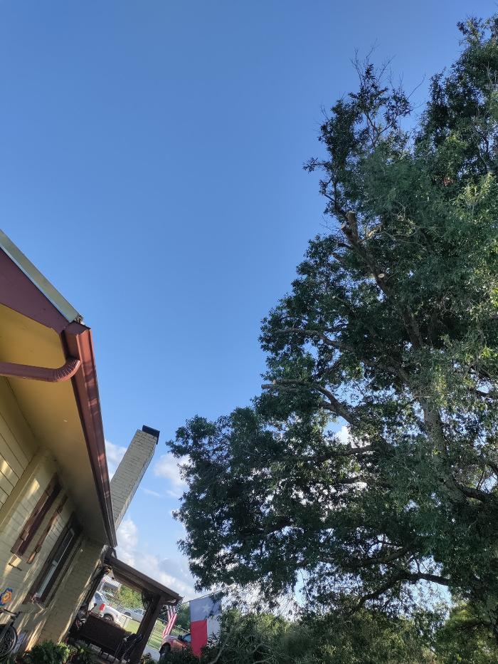 Daniel's Tree Experts - Terrell, TX