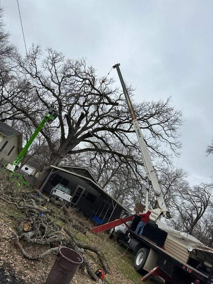 Daniel's Tree Experts - Terrell, TX