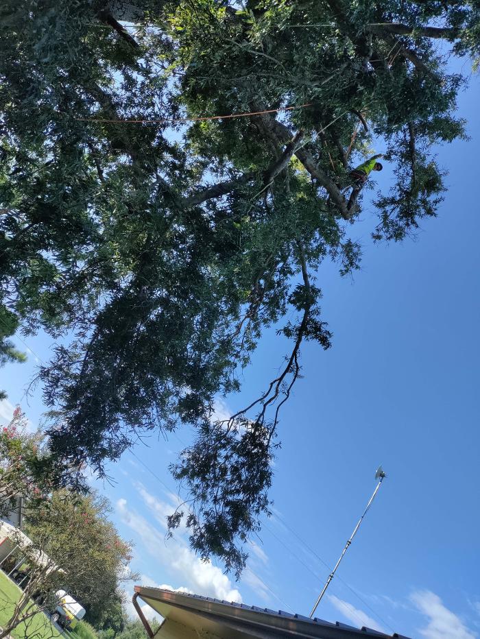 Daniel's Tree Experts - Terrell, TX