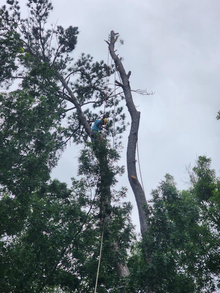 Daniel's Tree Experts - Terrell, TX