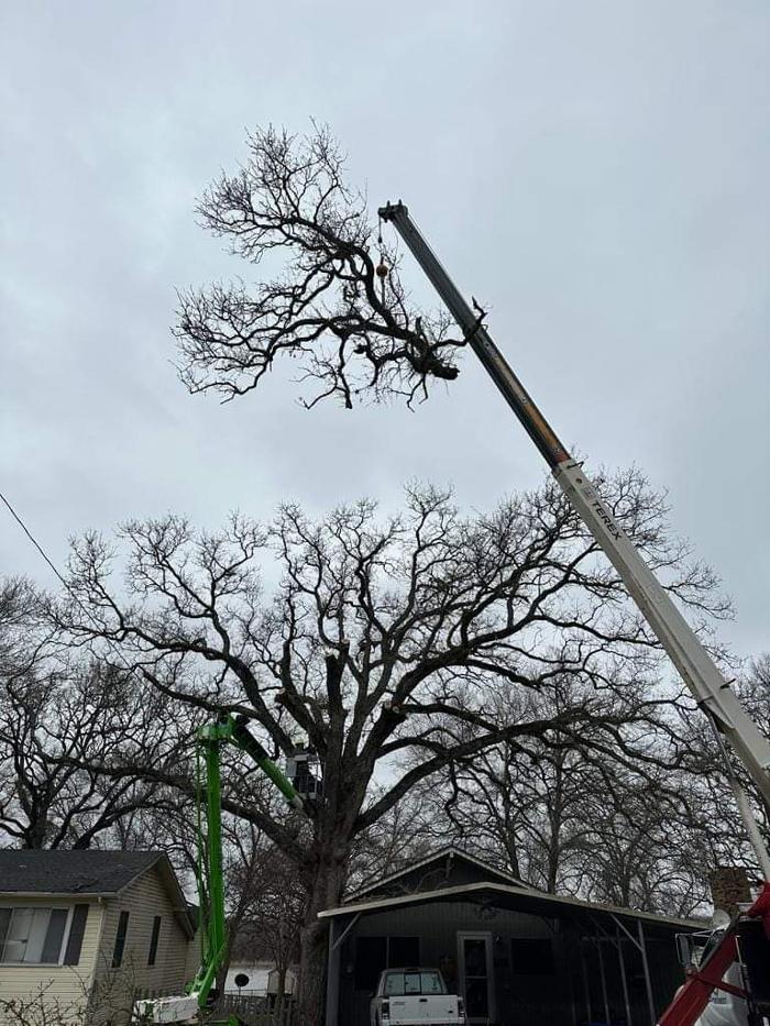 Daniel's Tree Experts - Terrell, TX