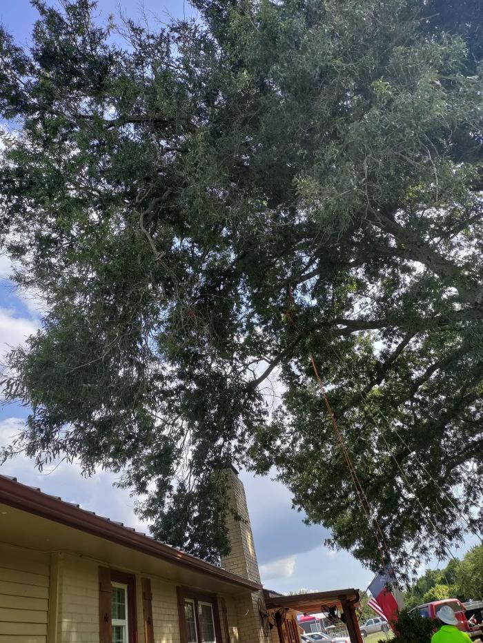 Daniel's Tree Experts - Terrell, TX