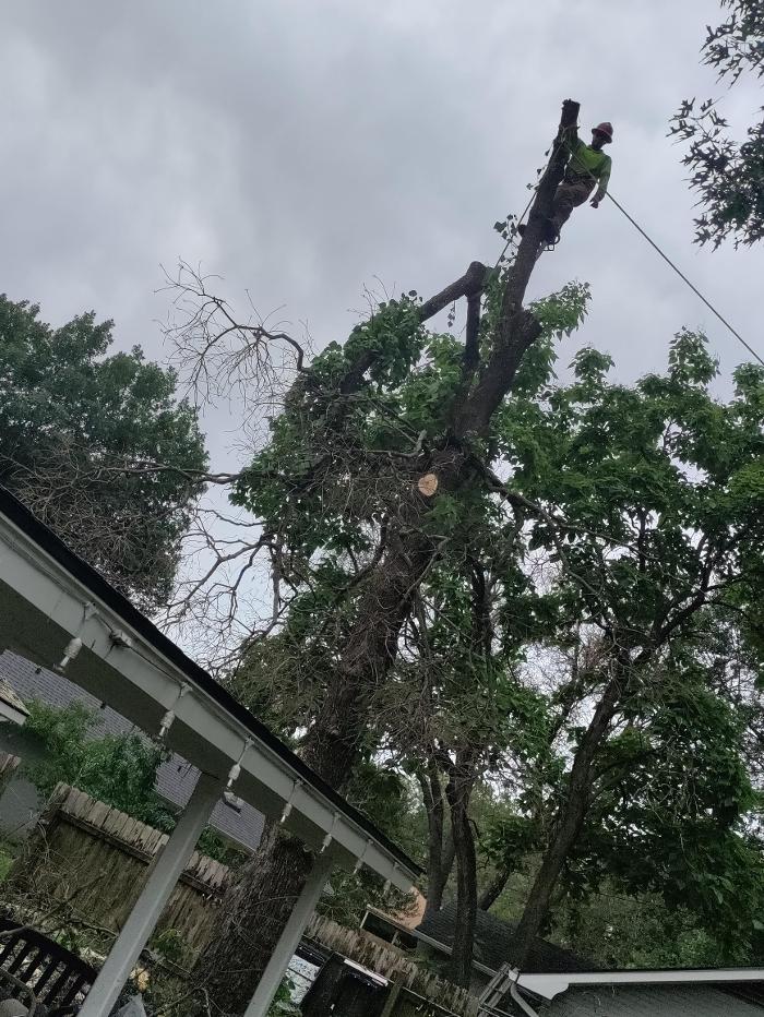 Daniel's Tree Experts - Terrell, TX