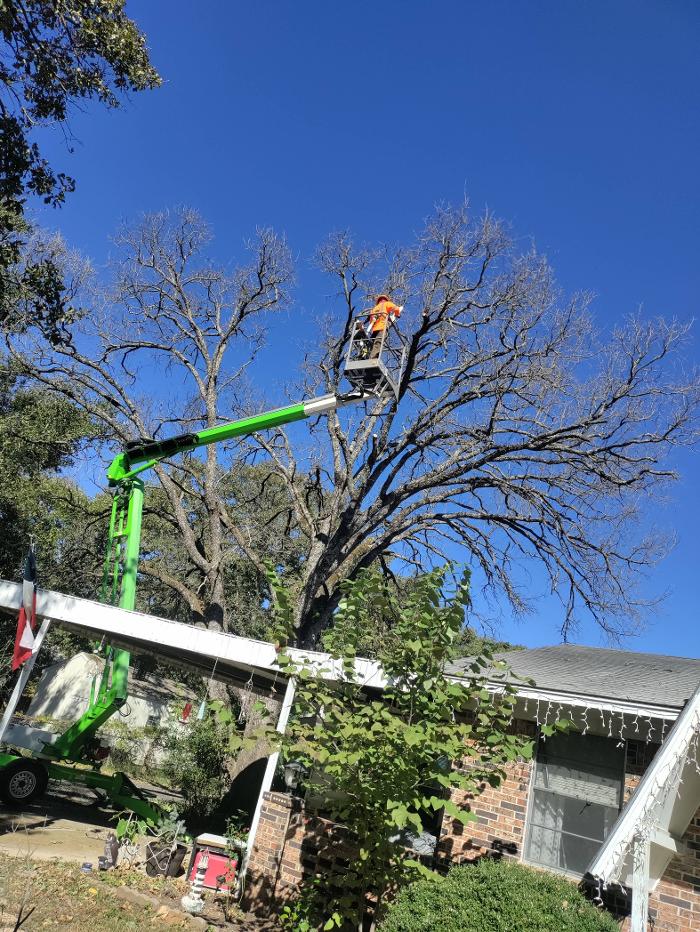 Daniel's Tree Experts - Terrell, TX