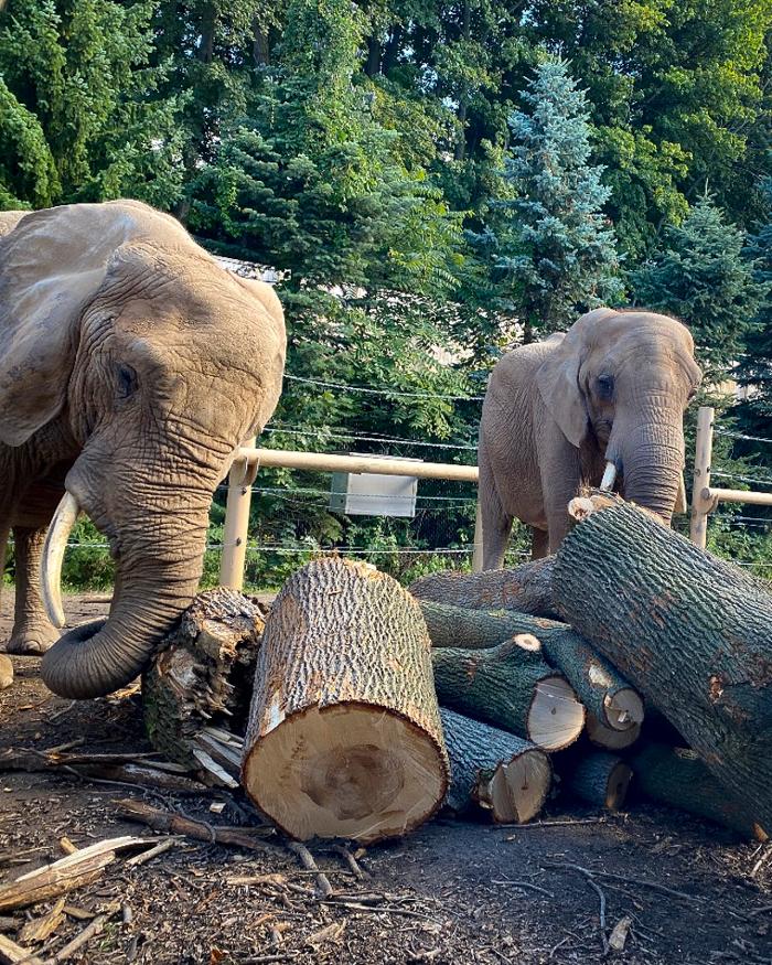 Birchcrest Tree & Landscape Image