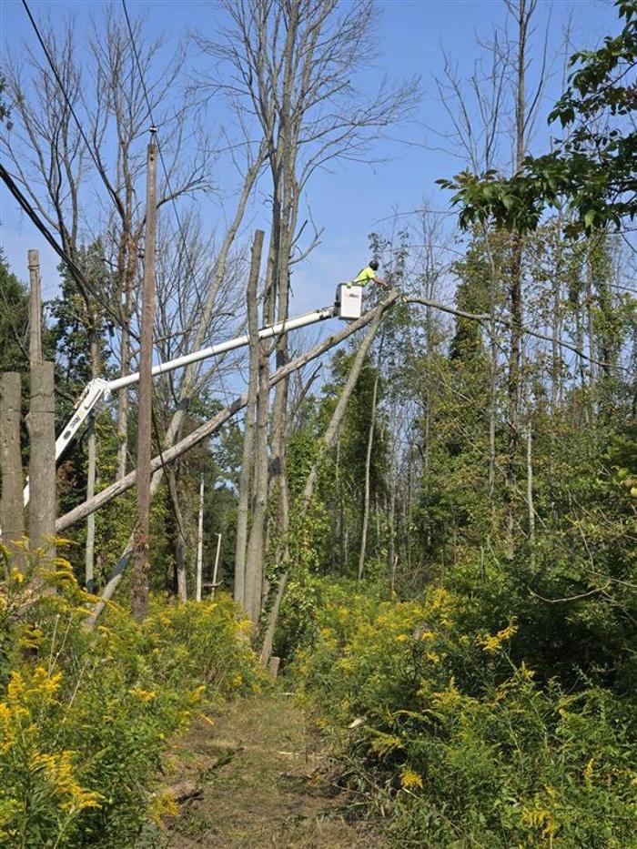 Birchcrest Tree & Landscape Image