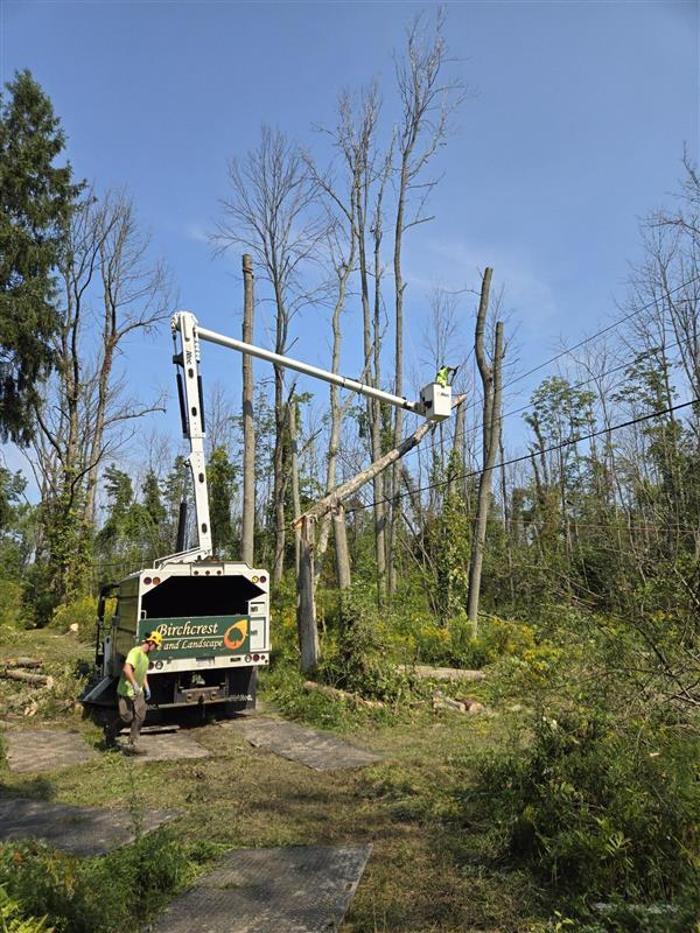 Birchcrest Tree & Landscape Image