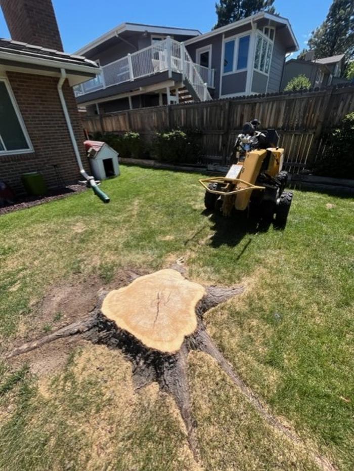 Alpine Stump - Denver, CO