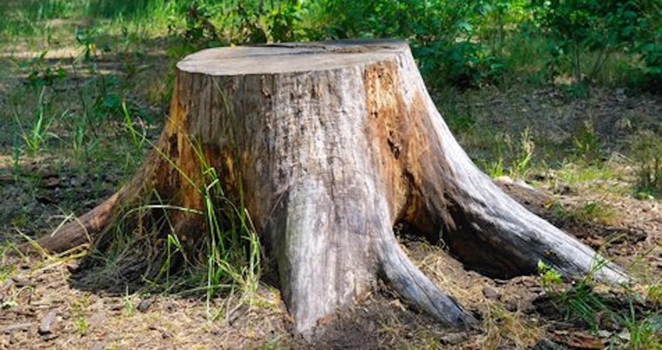 Alpine Stump - Denver, CO
