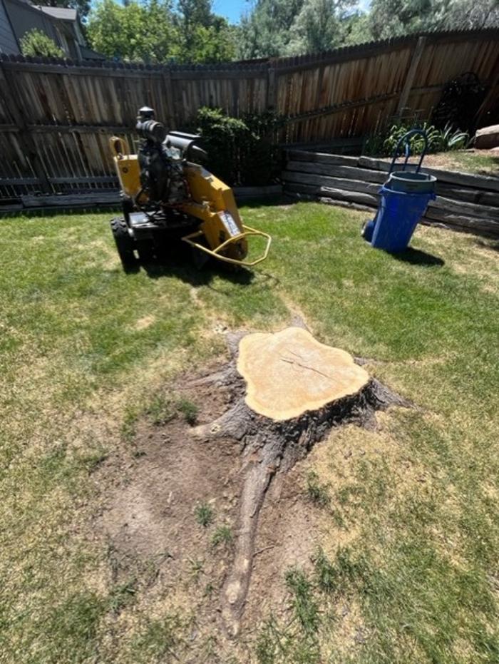 Alpine Stump - Denver, CO