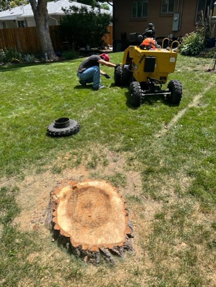 Alpine Stump - Denver, CO