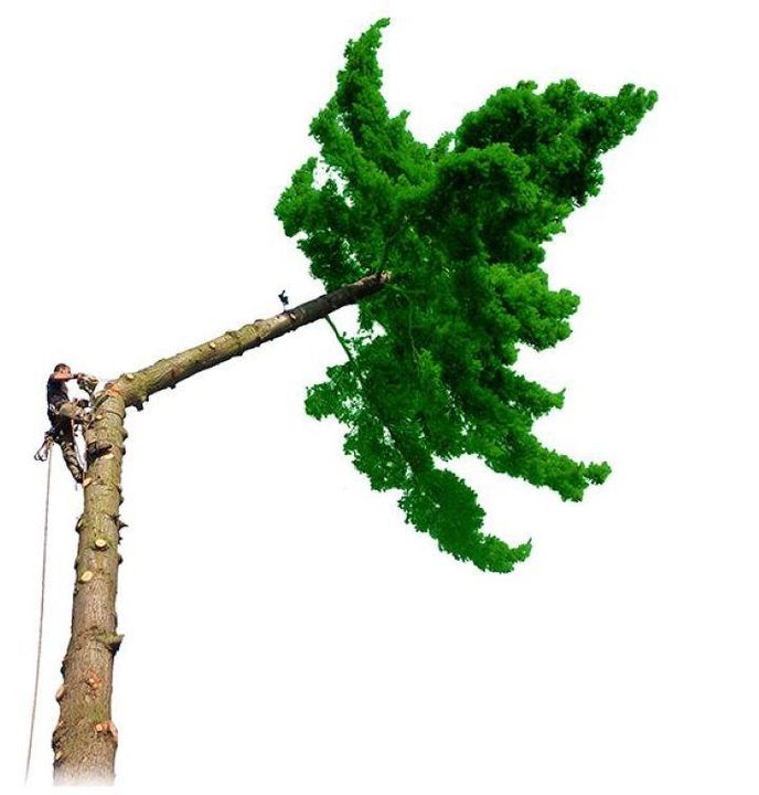 Arbor & Paysage Expert