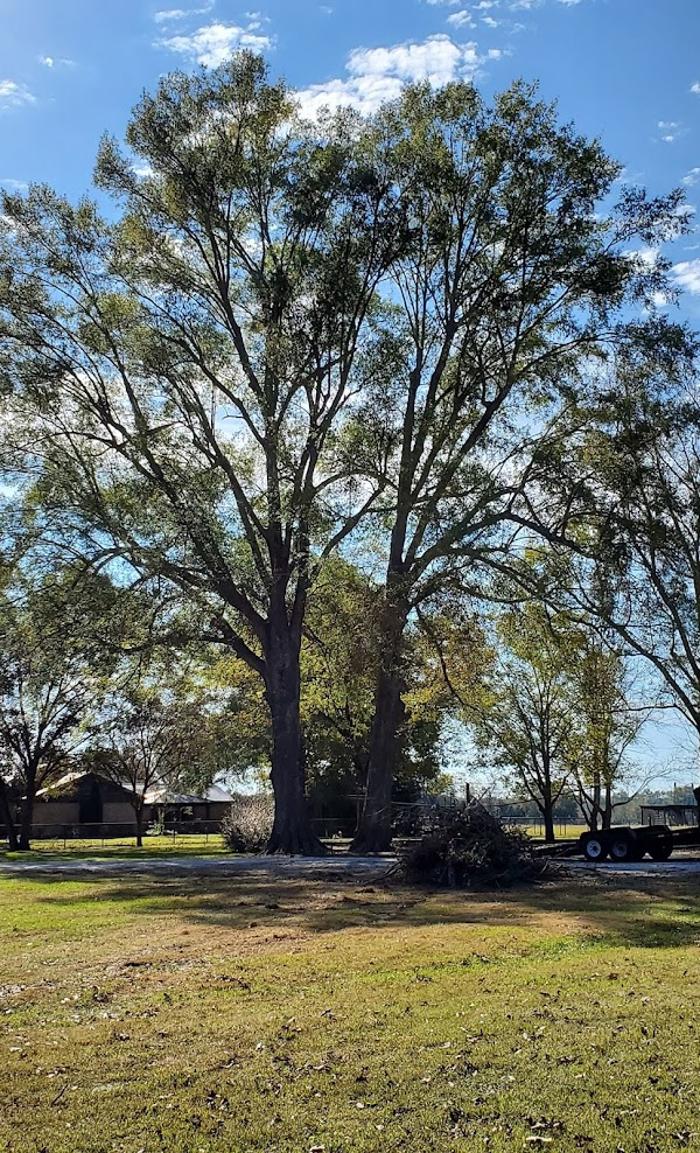 Garrison McKinney Tree Service - Tupelo, MS