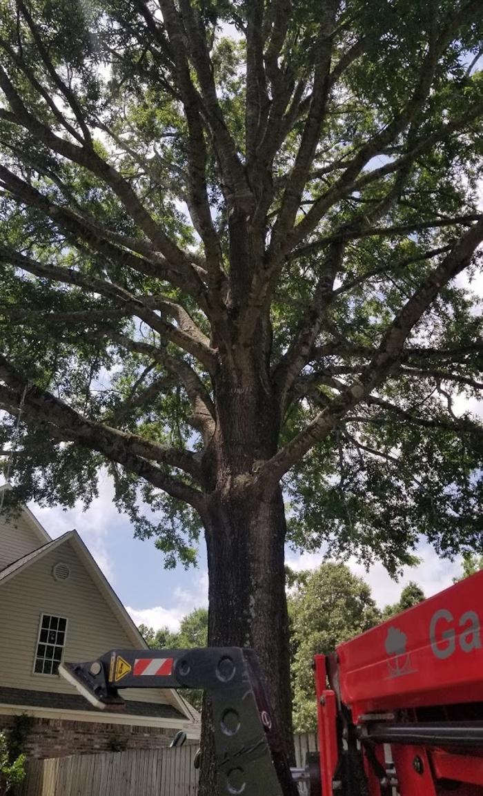Garrison McKinney Tree Service - Tupelo, MS