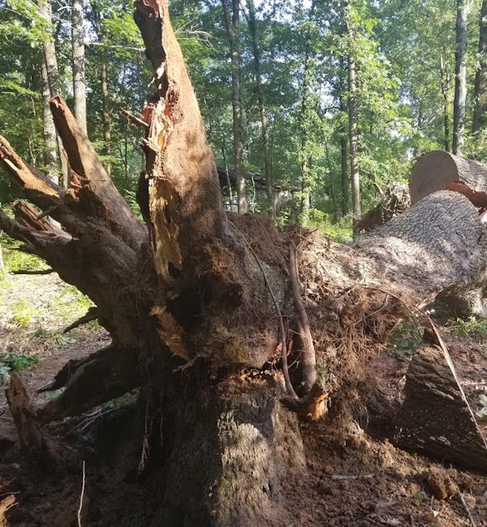Garrison McKinney Tree Service - Tupelo, MS