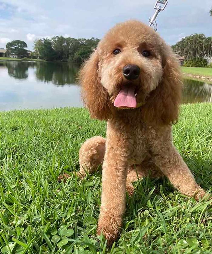 Daisy Doodles - Estero, FL