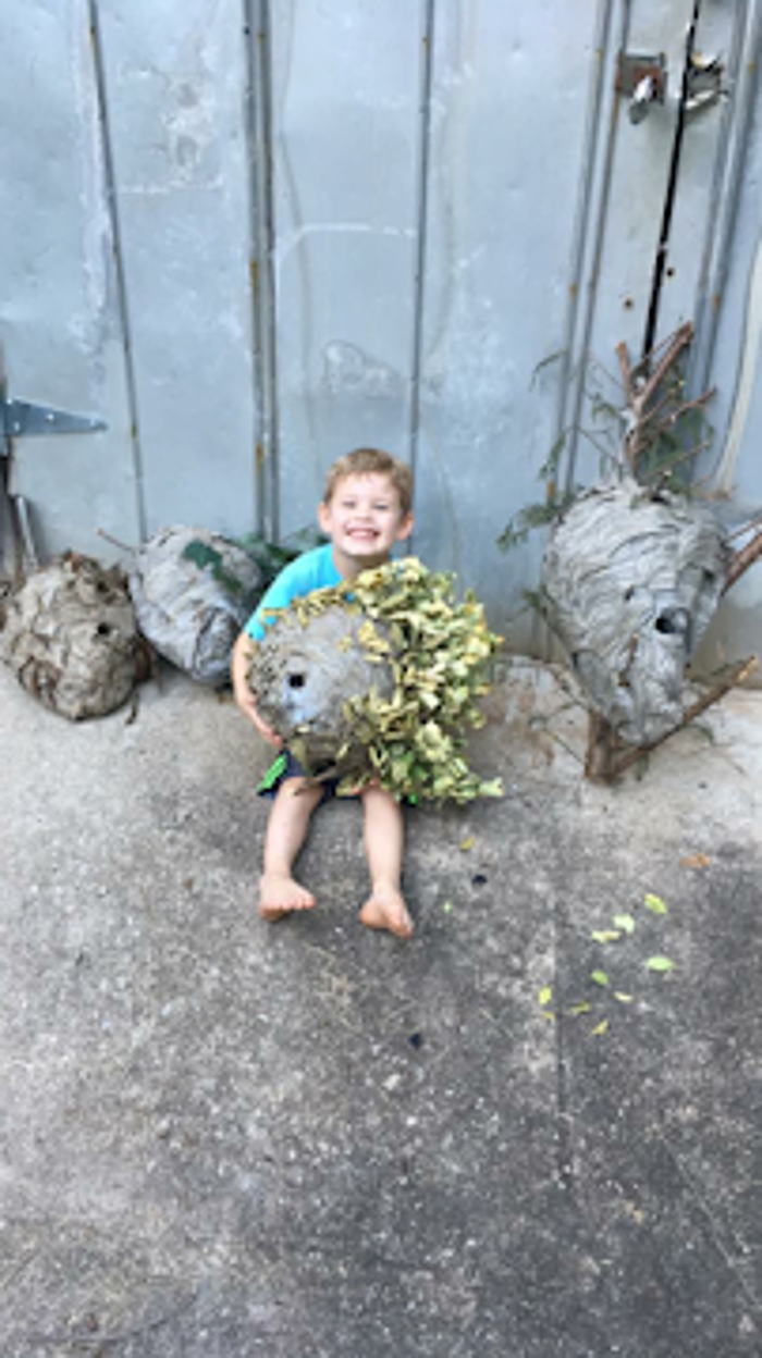 Pest King Services - Gainesville, GA