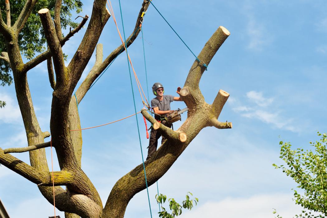 Terry's Tree Service - Peralta, NM
