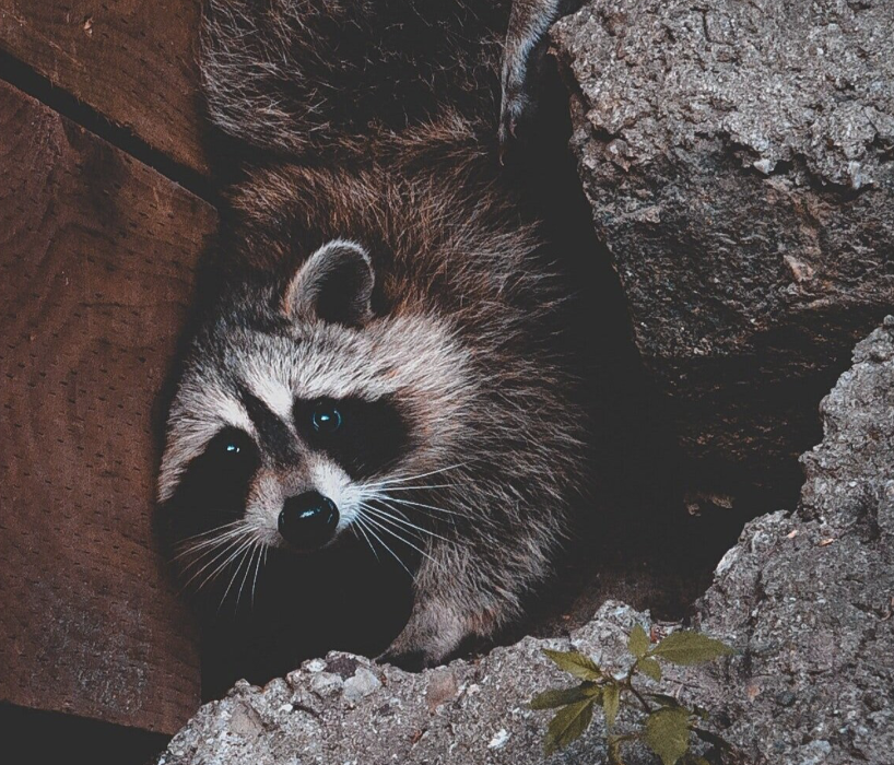 Gulf Coast Pest Control - Panama City, FL