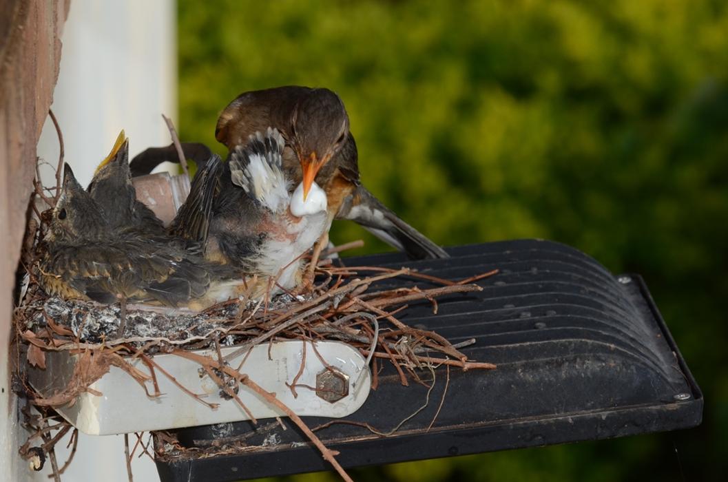 Gulf Coast Pest Control - Panama City, FL