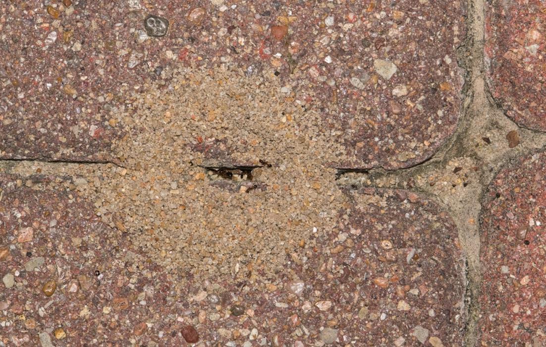 Gulf Coast Pest Control - Panama City, FL