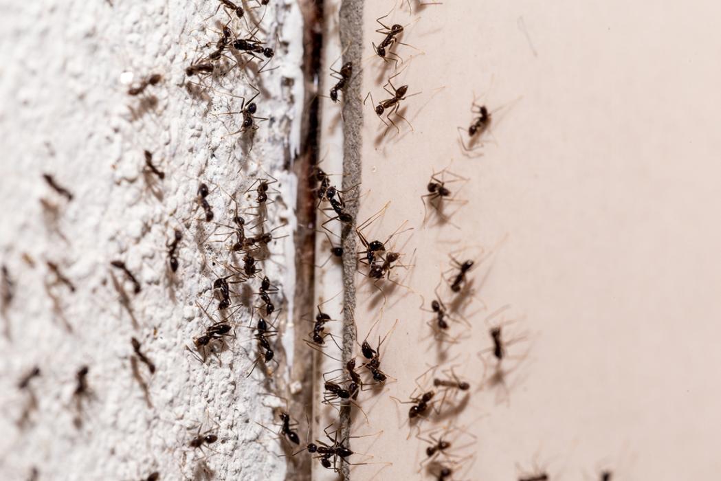 Gulf Coast Pest Control - Panama City, FL
