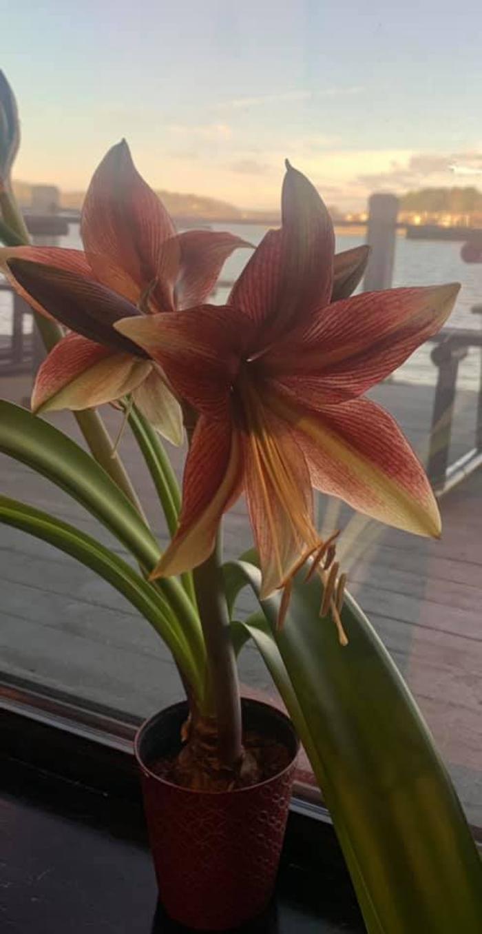 NuYu Rejuvenation Spa - Hot Springs National Park, AR