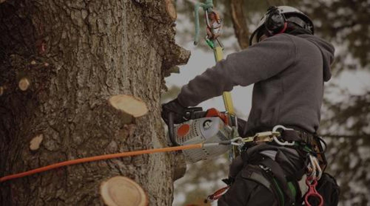 Rexrode Tree Service - Sarasota, FL