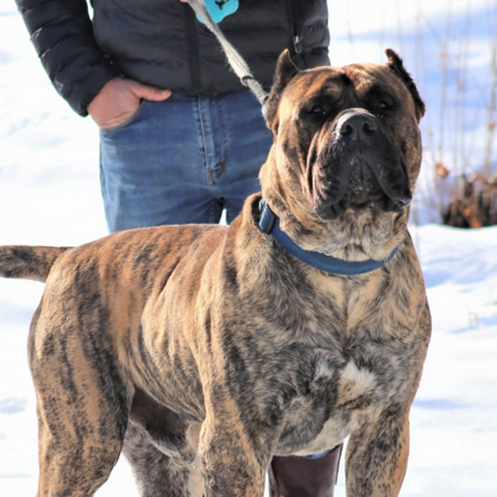 Beast Master Kennels - Minneapolis, MN