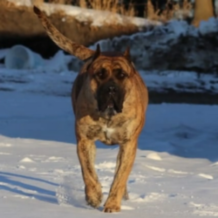 Beast Master Kennels - Minneapolis, MN