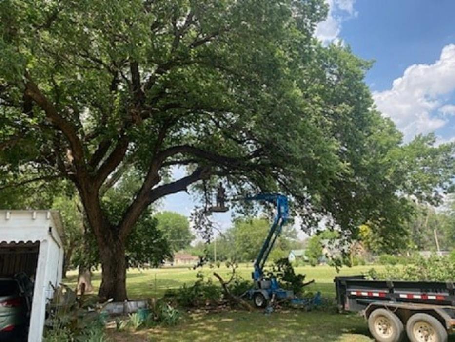 McClure's Tree Service LLC - Cleo Springs, OK