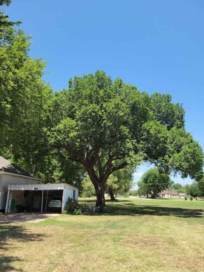 McClure's Tree Service LLC - Cleo Springs, OK
