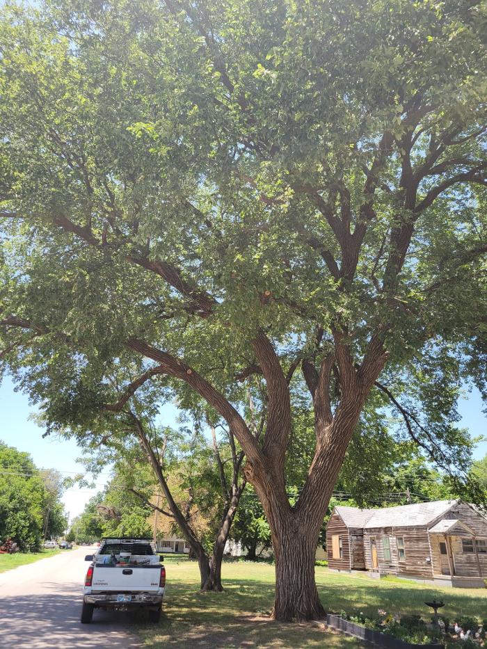 McClure's Tree Service LLC - Cleo Springs, OK