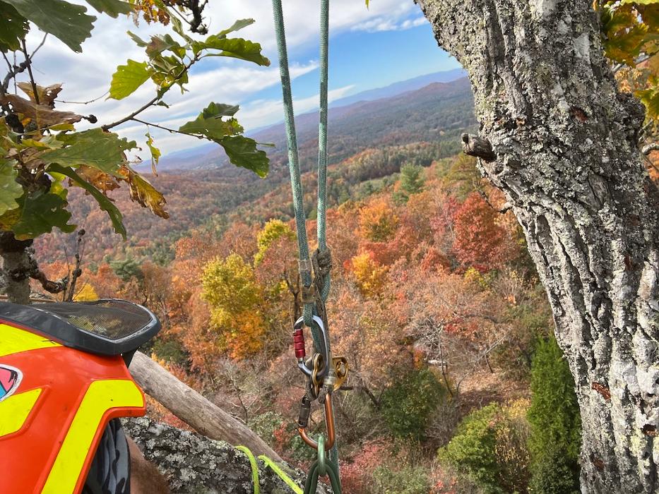 Th Tree Llc - Arden, NC