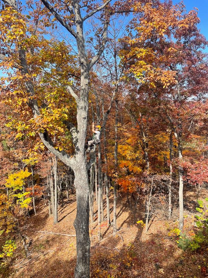 Th Tree Llc - Arden, NC